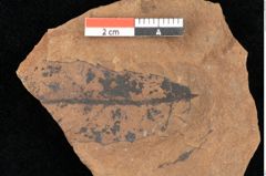Foto (Detailsansicht) von Quercus palaeoilex Ettingshausen (NHMW-GEO-2024-0188-0903)